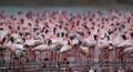 All over pink, Lesser Flamingos, lake Bogoria lake