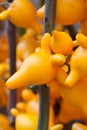 Close-up of a nipplefruit, an auspicious decorative plant for Chinese New Year