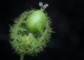 All about Passiflora foetida bush passion plant. Royalty Free Stock Photo