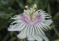 All about Passiflora foetida bush passion plant. Royalty Free Stock Photo