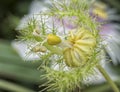 All about Passiflora foetida bush passion plant. Royalty Free Stock Photo