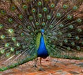 Peacock showing off his true colors