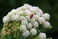 Beetle on Water hemlock in close-up Royalty Free Stock Photo