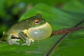 All puffed up green tree frog Royalty Free Stock Photo