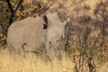 ALL Rhino 6266 Royalty Free Stock Photo