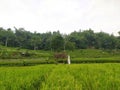 all about the ricefield ecosystem