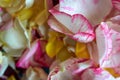 All rose petals, stems, pink flowers on a white background.