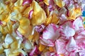 All rose petals, stems, pink flowers on a white background. For a beautiful background.