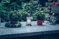 All Saints day, white burning candles and flowers on the grave Royalty Free Stock Photo