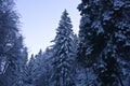 The snow-covered tree tops and the evening sky