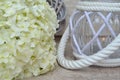 All souls day` remembrance concept, white hydrangea with lantern Royalty Free Stock Photo