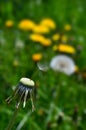 The last dandelion seed left - flower macro shot - dandelion closeup