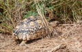 ALL Tortoise 7422 Royalty Free Stock Photo