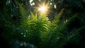 Sunlight coming behind leaves a natural shot Royalty Free Stock Photo