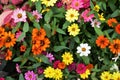 All verity of Profusion Zinnia flower HD wallpaper