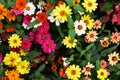 All verity of Profusion Zinnia flower HD wallpaper