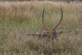 ALL Waterbuck 4626 Royalty Free Stock Photo