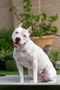 All white American Staffordshire Terrier dog posing outside Royalty Free Stock Photo
