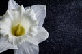 All white Daffodils Mount Hood