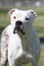 All white pitbull posing in the summer sun Royalty Free Stock Photo