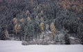 The first autumn snow covers the trees in the forest Royalty Free Stock Photo