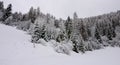 The great forests of the North covered with fresh snow Royalty Free Stock Photo