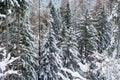 The snow covers the great forests of the Italian Dolomites