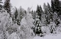 The snowy forest of Santa Claus Royalty Free Stock Photo