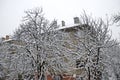 All white under snow, winter landscape at trees covered with heavy snow Royalty Free Stock Photo