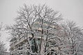 All white under snow, winter landscape at trees covered with heavy snow Royalty Free Stock Photo