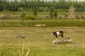 All young goats, except for one, hid in a sultry noon behind a cool stone. Curious young goat stands on a stone block under the