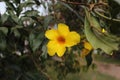 Allamanda cathartica, commonly calledÃÂ golden trumpet,ÃÂ common trumpetvine,ÃÂ andÃÂ yellow allamanda, blooming in garden. Royalty Free Stock Photo