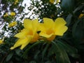 Allamanda cathartica, commonly calledÃÂ golden trumpet,ÃÂ common trumpetvine,ÃÂ andÃÂ yellow allamanda, blooming in garden. Royalty Free Stock Photo