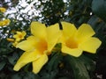 Allamanda cathartica, commonly calledÃÂ golden trumpet,ÃÂ common trumpetvine,ÃÂ andÃÂ yellow allamanda, blooming in garden. Royalty Free Stock Photo