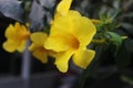 Allamanda cathartica, commonly calledÃÂ golden trumpet,ÃÂ common trumpetvine,ÃÂ andÃÂ yellow allamanda, blooming in garden. Royalty Free Stock Photo