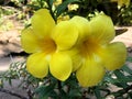 Allamanda, beautiful yellow flower Royalty Free Stock Photo