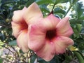 The beauty of Allamanda blanchetii flowers.