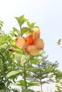 Allamanda blanchetii flower on tree