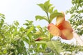 Allamanda blanchetii flower on tree