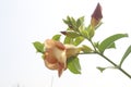 Allamanda blanchetii flower on tree