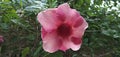 Allamanda blanchetii purpele Garden flower
