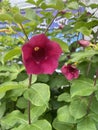 Allamanda blanchetii, Purple Allamanda, Allamanda purpurea, Allamanda violacea
