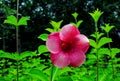 Allamanda blanchetii Purple Allamanda