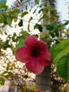 Allamanda blanchetii ,purple allamanda, violet allamanda