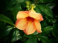 Allamanda blanchetii trump shaped yellow flowers