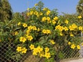 The allamanda cathartic plant in the garden or park