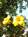 Allamanda cathartic yellow flower Royalty Free Stock Photo