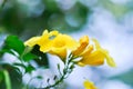 Allamanda cathartica or Allamanda flower ,Allamanda cathartica L or Golden trumpet or Allamanda or APOCYNACEAE Royalty Free Stock Photo