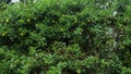 Allamanda Cathartica bushes thrive and looks so fresh