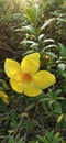 Allamanda cathartica commonly called golden trumpet common trumpetvine and yellow allamanda Royalty Free Stock Photo